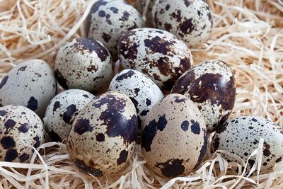 trứng chim cút tốt cho sức khỏe