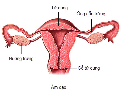 Bài thuốc trị hiếm muộn do lạc nội mạc tử cung