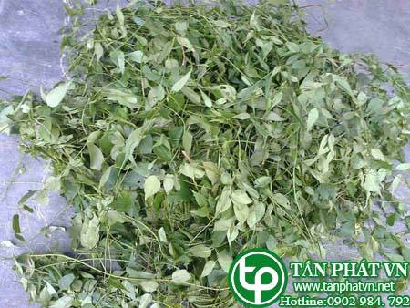 Cửa hàng bán chè vằng tại Bình Thạnh điều trị bệnh thiếu máu, mệt mỏi sau sinh