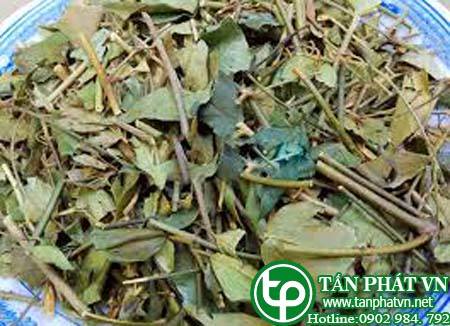 Cửa hàng bán chè vằng tại quận Gò Vấp  Giúp làm ấm thận
