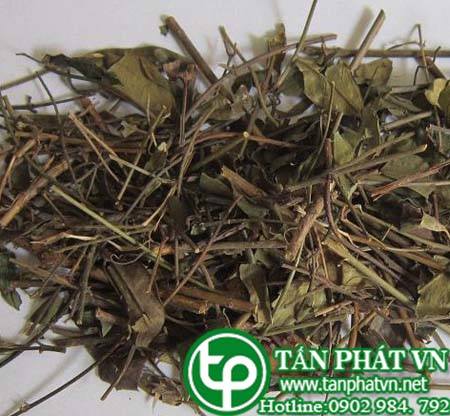 Ở đâu bán chè vằng tại Bắc Ninh giúp mát gan, thanh nhiệt