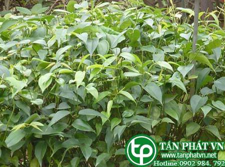 Phân phối, bán chè vằng tại Đà Lạt giúp mát gan, thanh nhiệt, chống bệnh tật