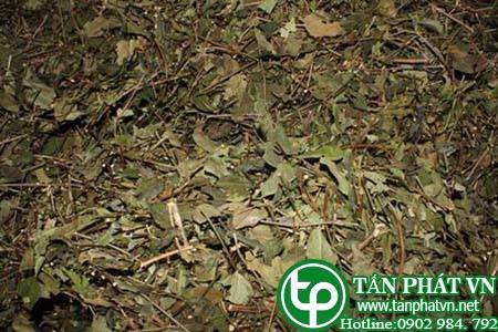 Phân phối, bán chè vằng tại Nha Trang tăng sức đề kháng của cơ thể