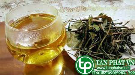 Phân phối, bán chè vằng tại Ninh Thuận  Hỗ trợ điều trị bệnh gan nhiễm mỡ