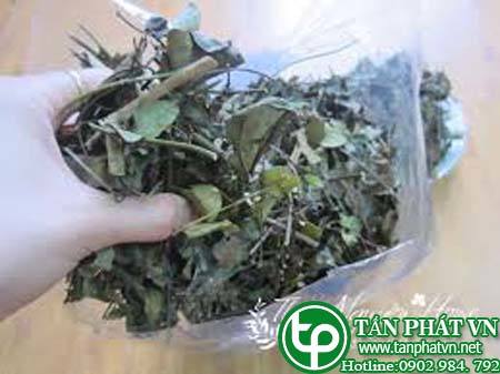 Phân phối, bán chè vằng tại thành phố buôn ma thuột
