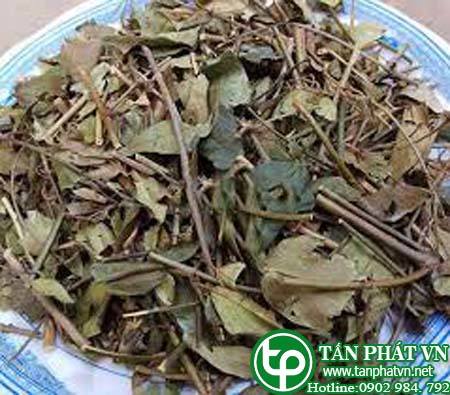 Phân phối, bán chè vằng tại thành phố điện biên phủ