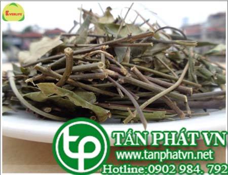 Phân phối, bán chè vằng tại thành phố đồng hới