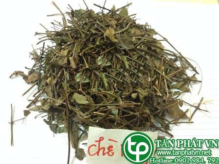 Phân phối, bán chè vằng tại thành phố hội an