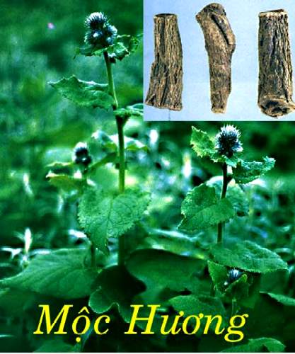 thảo dược mộc hương