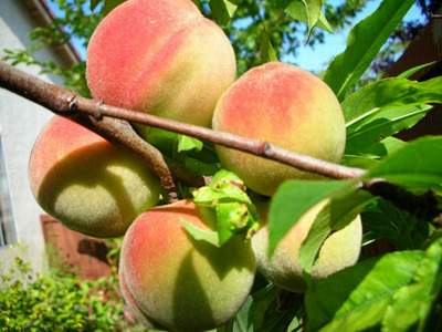 bài thuốc chữa bệnh từ hoa đào