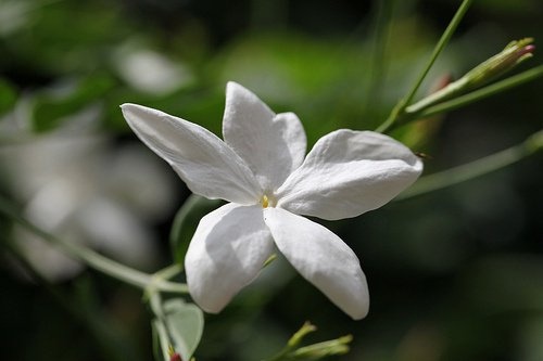 hoa nhài trị bệnh