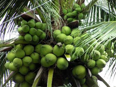 dừa xanh