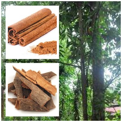 vỏ quế trị hàn cước khí