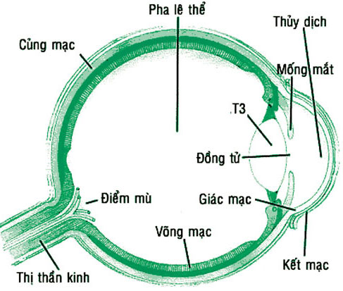 bệnh đau mắt đỏ