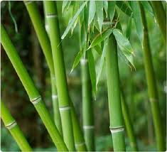 trúc lịch
