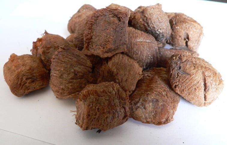 tổ bọ ngựa